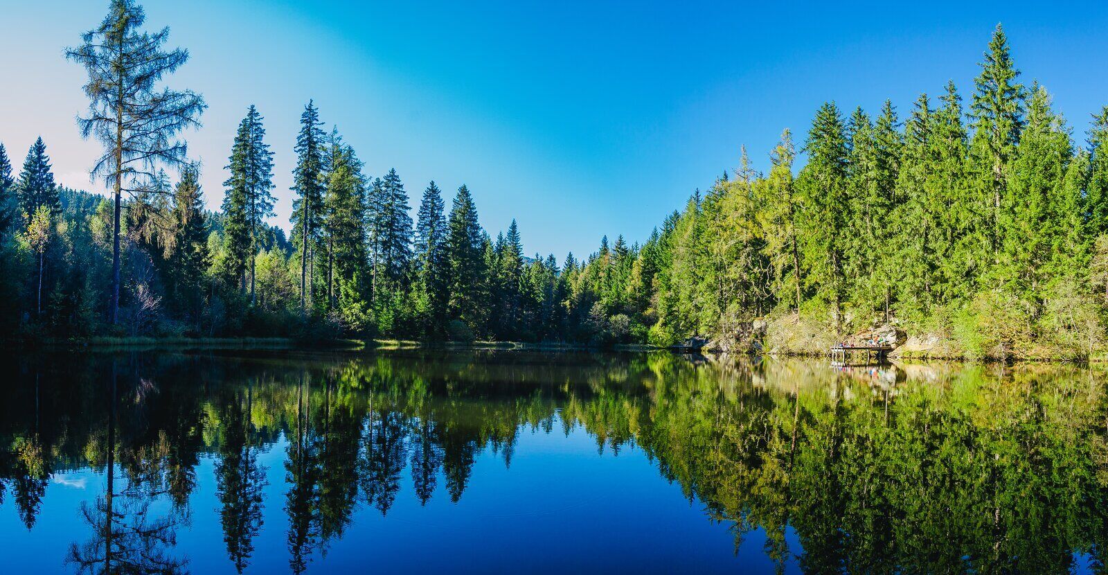 A serene lake surrounded by dense forest with tall trees reflecting in the calm water.