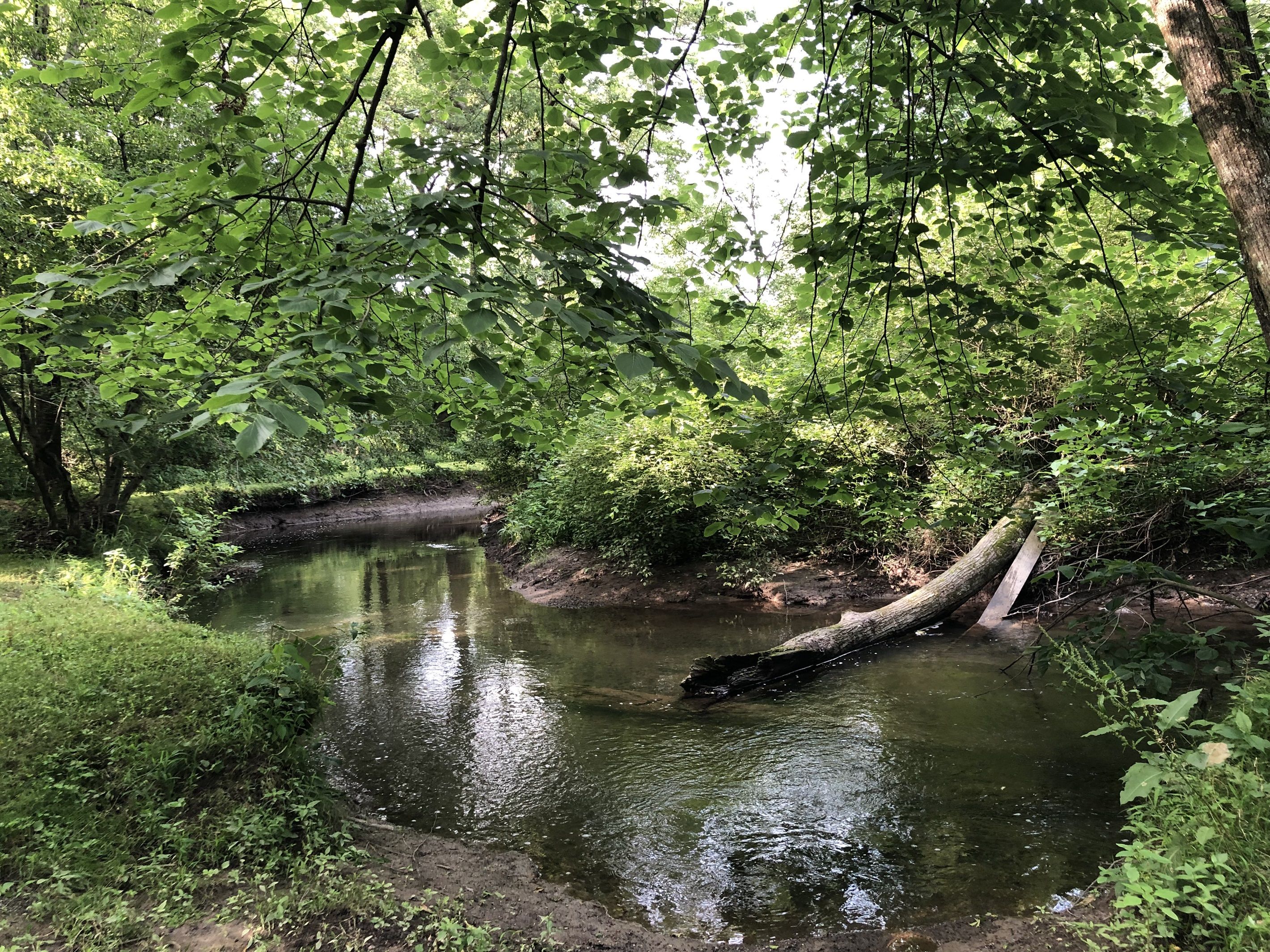 A serene river flowing through a densely wooded area with lush greenery.