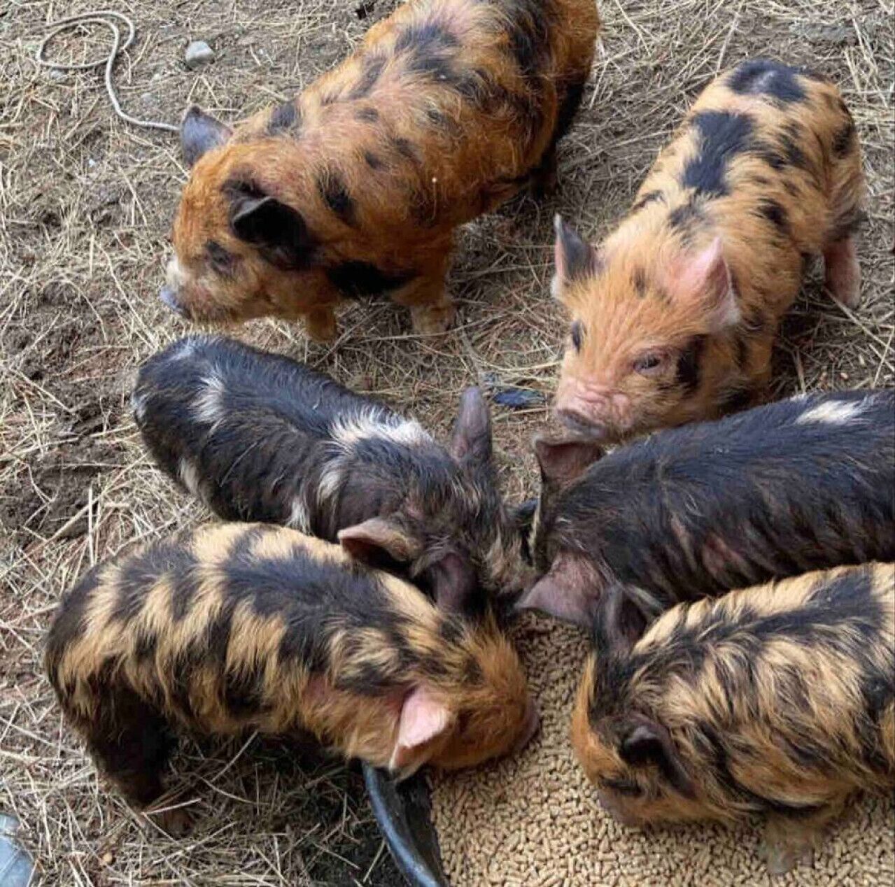 A group of pigs with black and brown fur gathered around a pile of feed on straw-covered ground.