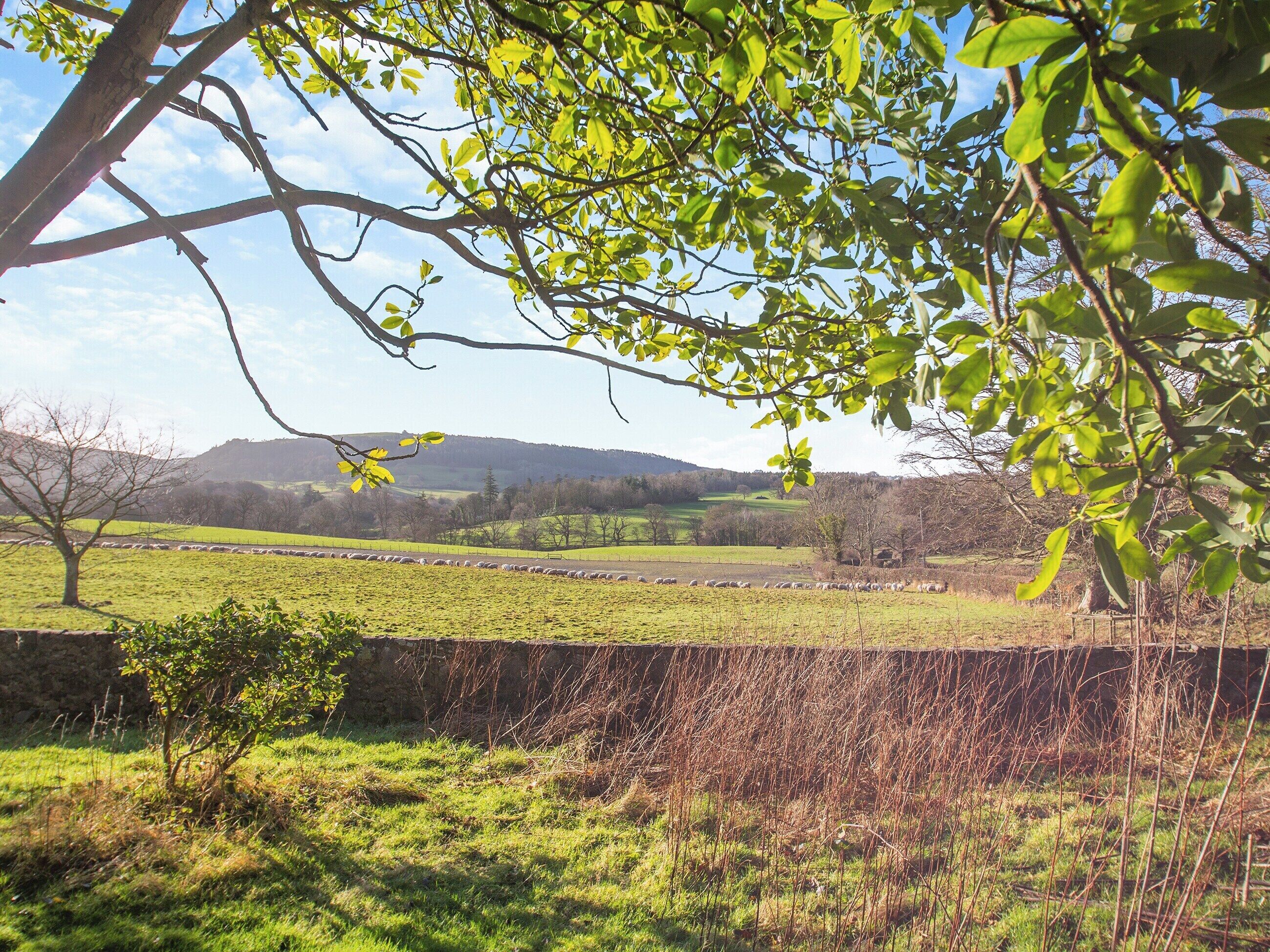 A rural landscape with a stone wall, green fields, and a distant hill.