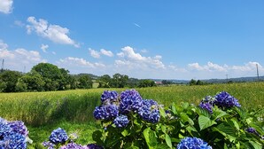 A field of blue hydrangeas with a clear blue sky and distant hills. - Gite de Pennenez  (Plomodiern)