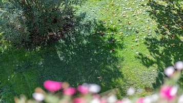 Un giardino con fitta vegetazione e diverse piante.