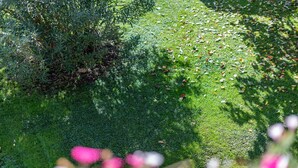 Un giardino con fitta vegetazione e diverse piante.