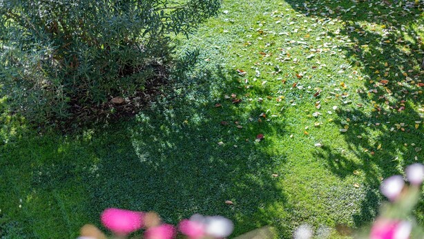 Ein Garten mit dichtem Grün und verschiedenen Pflanzen.