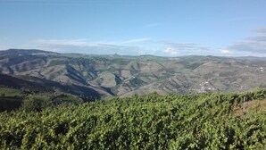 A vineyard with rolling hills and a clear sky.