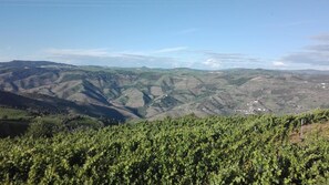 A vineyard with rolling hills and a clear sky. - Casa da Jesus with Mountain View, Wi-Fi, and Air Conditioning (Provesende)