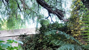 A garden with a wooden ladder, a wooden bench, and various plants.