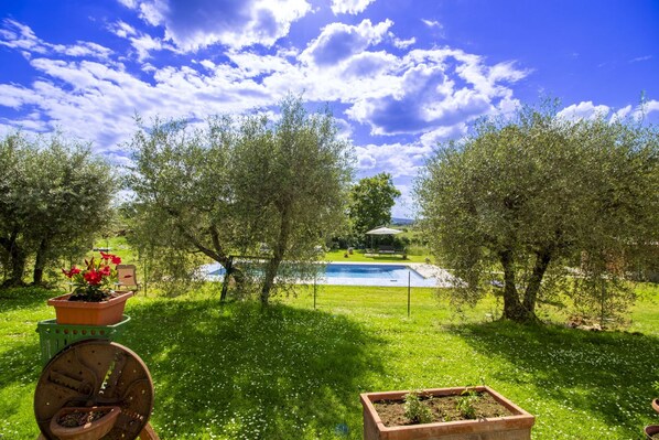 A garden with a swimming pool, olive trees, and a bench.