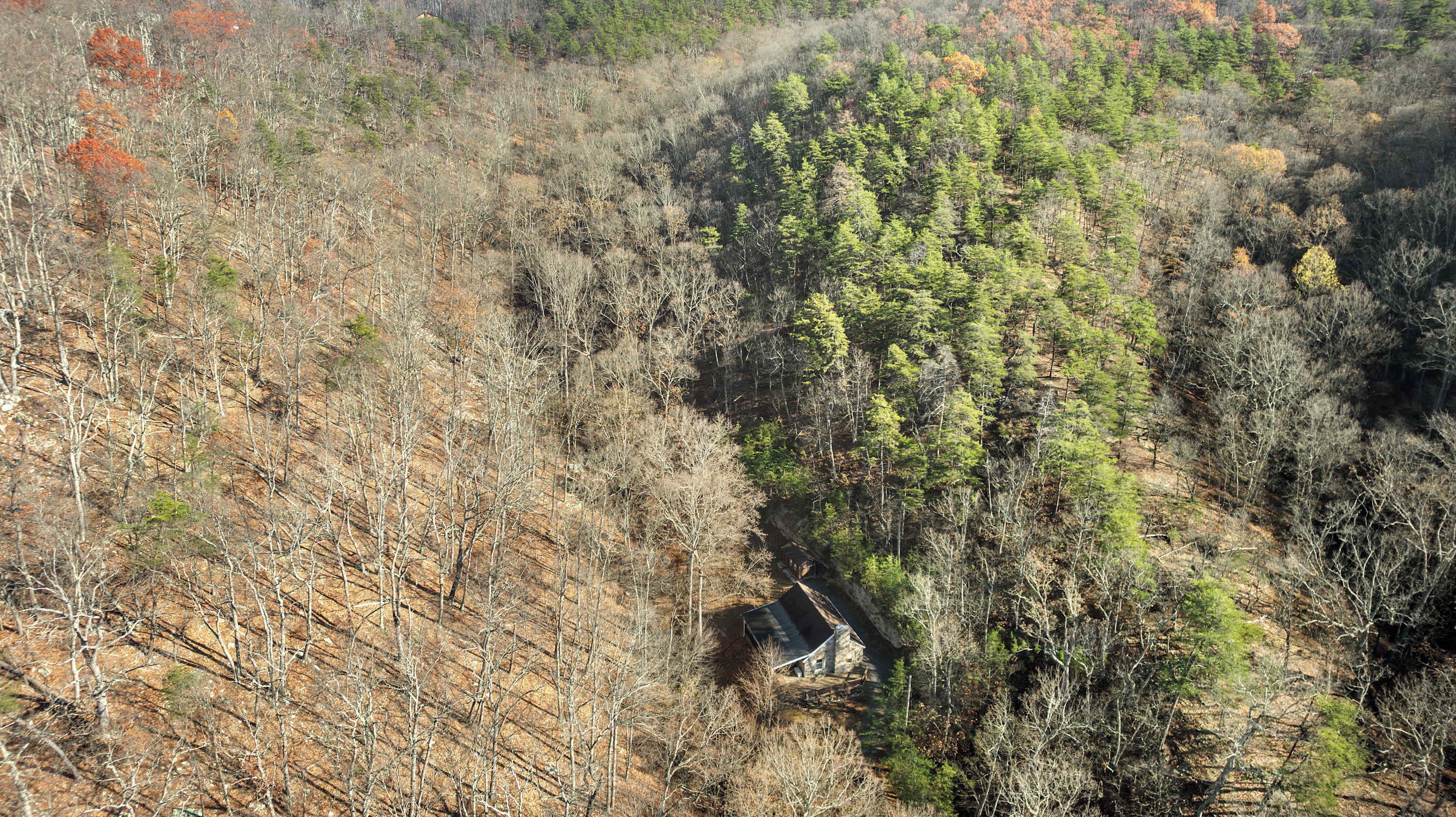 A cabin surrounded by dense forest with a variety of trees, including some with autumn foliage.