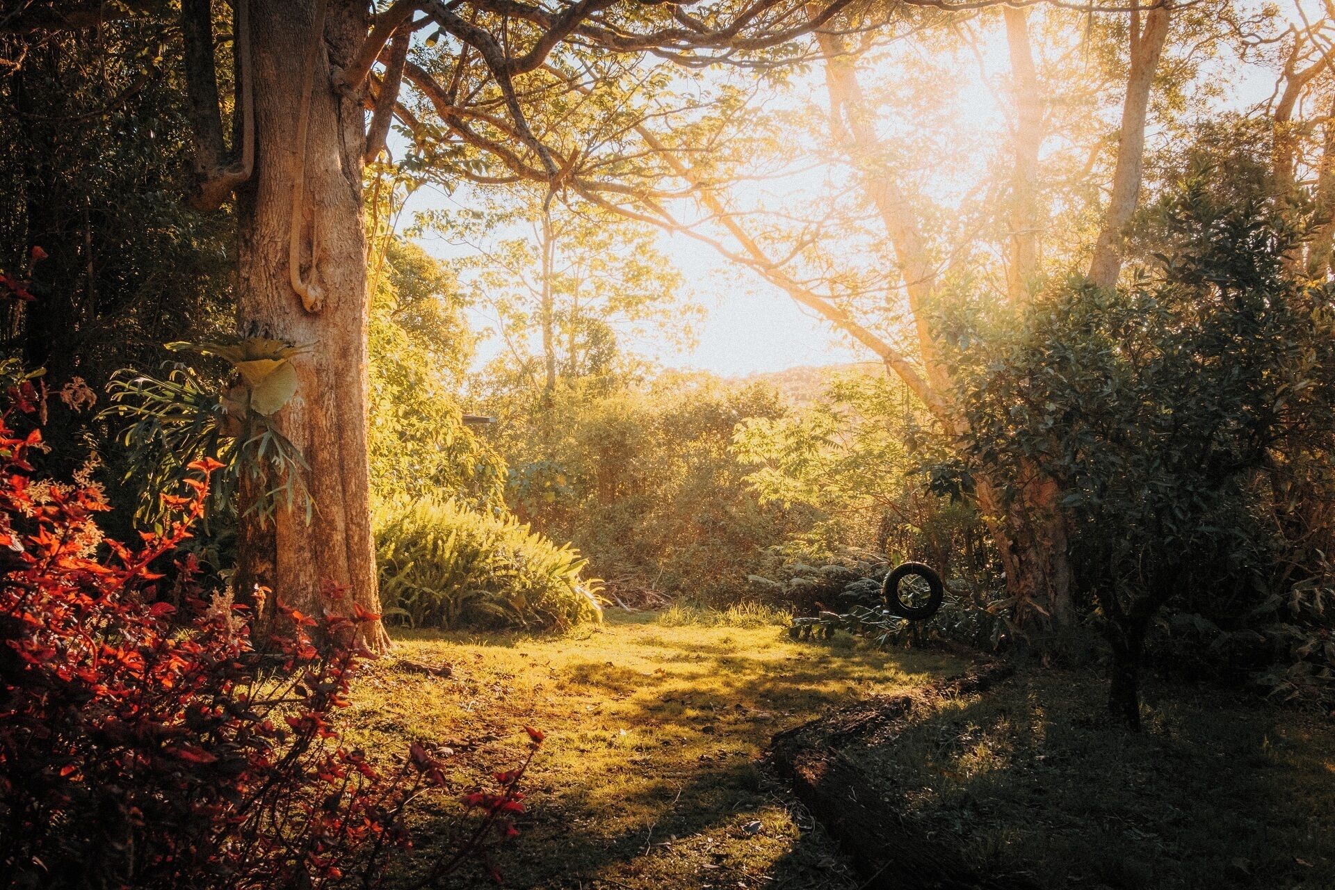 Ein Waldpfad mit durch die Bäume fallendem Sonnenlicht, umgeben von dichtem Grünwerk und einem Reifen am Boden.