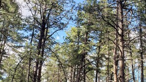 A forest with tall pine trees and a clear sky. - Mountain Chic Cabin Retreat (Woodland Park)