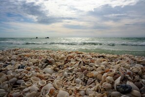 Une plage où l’on trouve une grande variété de coquillages et d’où l’on peut admirer l’océan.