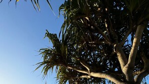 A beach scene with a large tree, clear sky, and ocean waves. - Spacious 4BR Poolside Escape (Burleigh Waters)