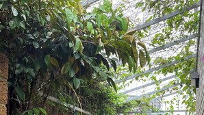 Une serre abritant une variété de plantes et comprenant un petit élément décoratif aquatique.