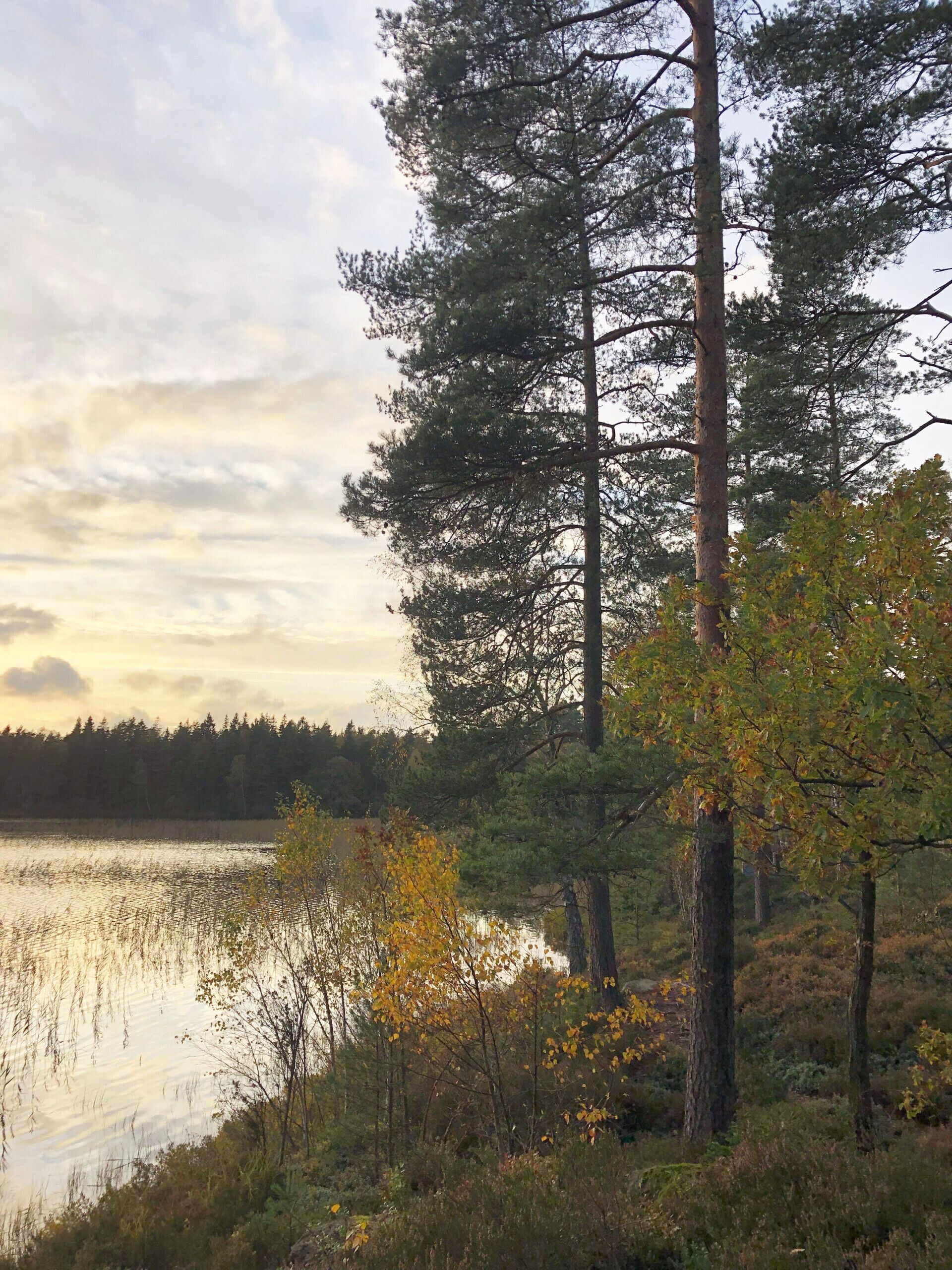 A natural landscape with a body of water, trees, and a forest in the background.