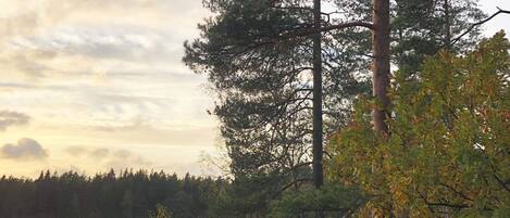 A natural landscape with a body of water, trees, and a forest in the background.