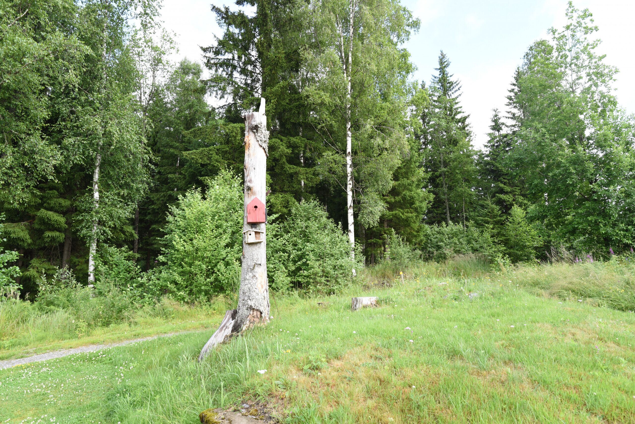 A forested area with a wooden structure, possibly a birdhouse, attached to a tree.