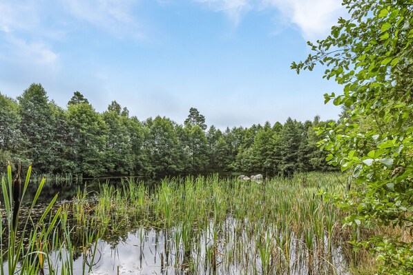 A natural landscape with a body of water, dense trees, and overhanging foliage.