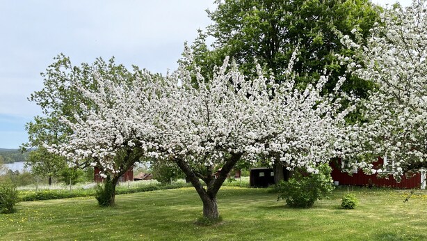 A tree with white blossoms in a grassy area with a red building in the background. - Cozy red cottage in the countryside outside Vimmerby I SE05038 (Gullringen)