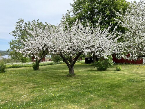 Cozy red cottage in the countryside outside Vimmerby I SE05038