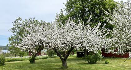 Cozy red cottage in the countryside outside Vimmerby I SE05038