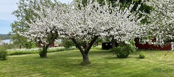 Cozy red cottage in the countryside outside Vimmerby I SE05038