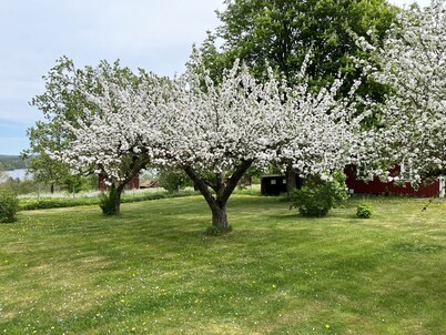 Cozy red cottage in the countryside outside Vimmerby I SE05038