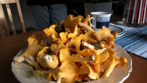 A plate of yellow mushrooms on a table.