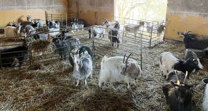 Nice little red cottage in the countryside located outside Jämjö | SE05068