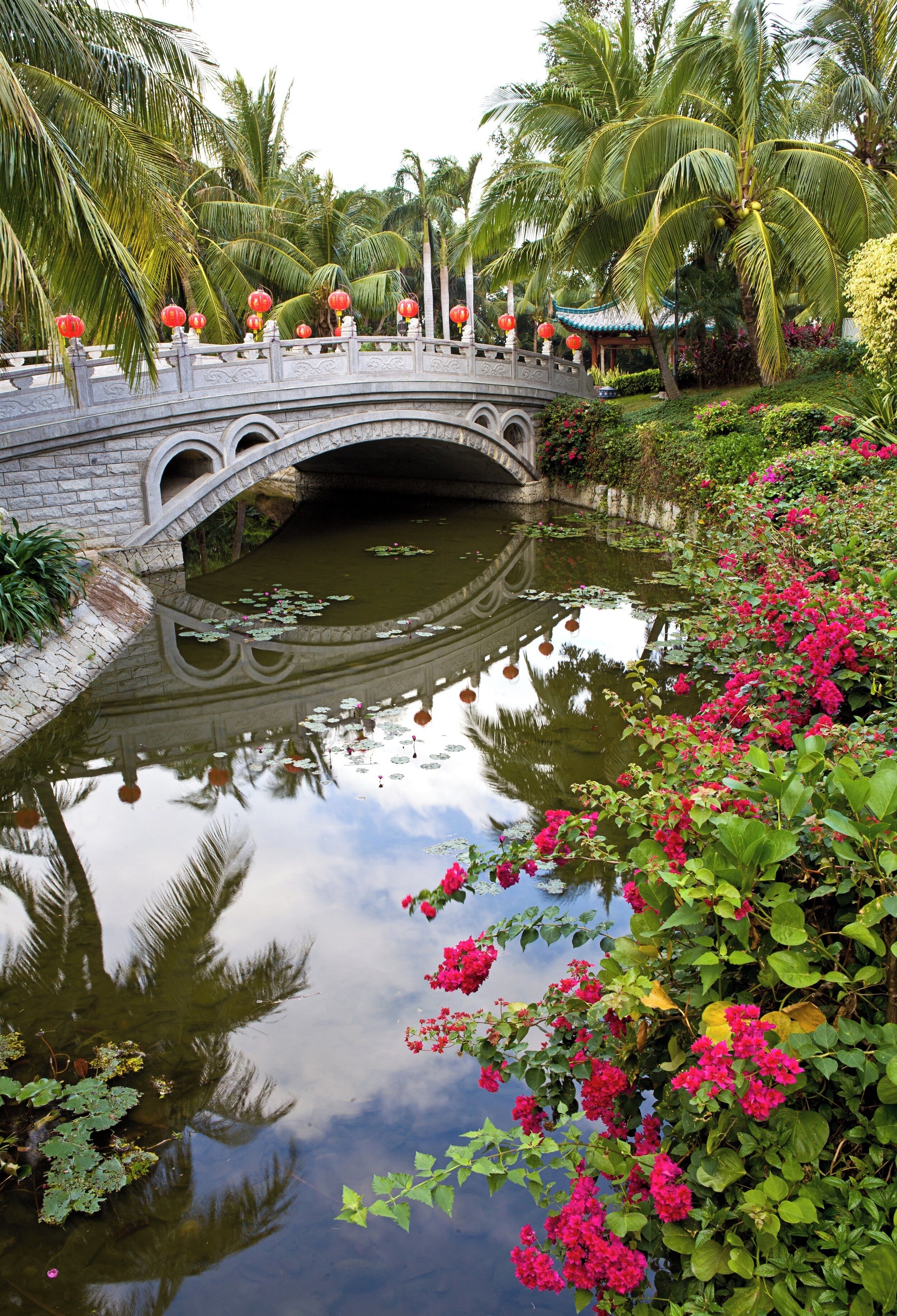 A stone bridge over a pond with lotus flowers and pink bougainvillea.