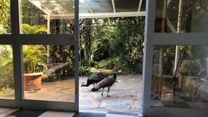 Vista a través de puertas de vidrio de una habitación con suelo a cuadros, una planta en maceta y un pavo real en el exterior.