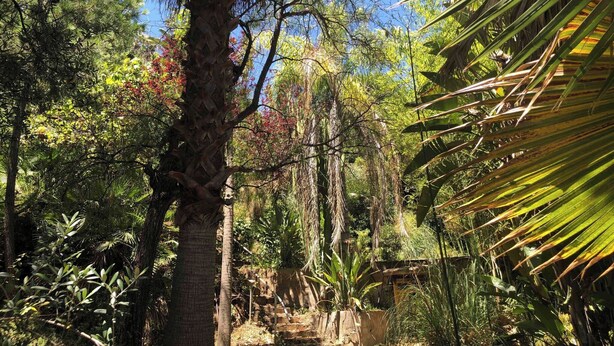 A lush, tropical garden with a variety of trees and plants, including a prominent palm tree. - Accommodation with private terrace in tropical garden,  (Estepona)
