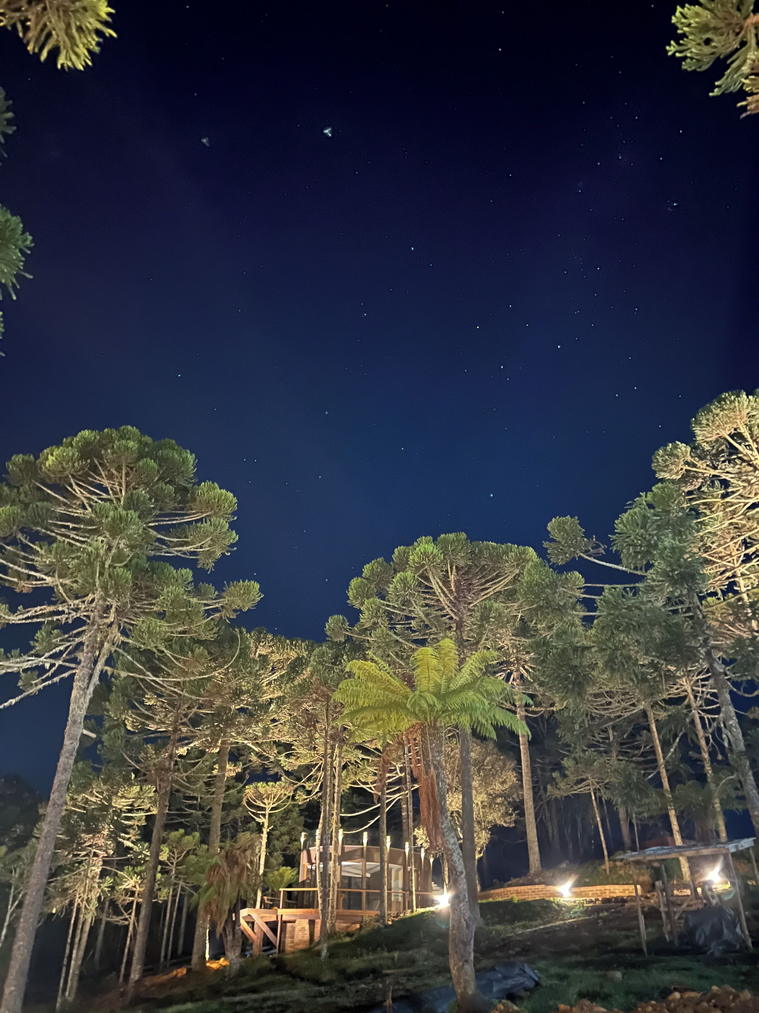 A nighttime view of a forested area with tall trees and a wooden structure with glass walls.