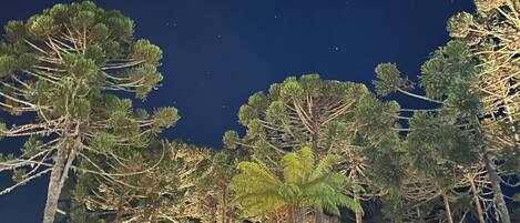 A nighttime view of a forested area with tall trees and a wooden structure with glass walls.