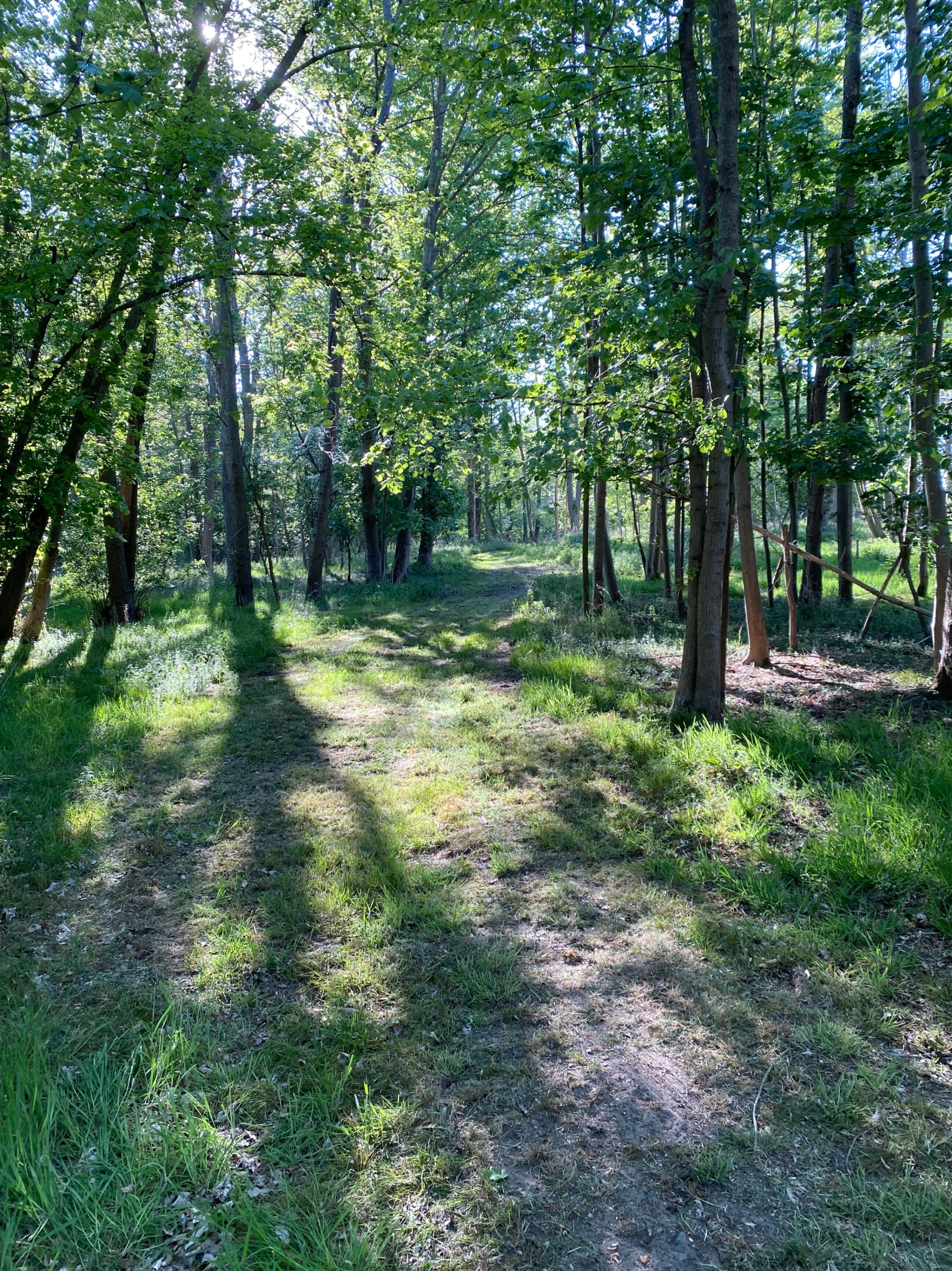 Un sendero en el bosque con árboles altos y luz solar filtrándose.