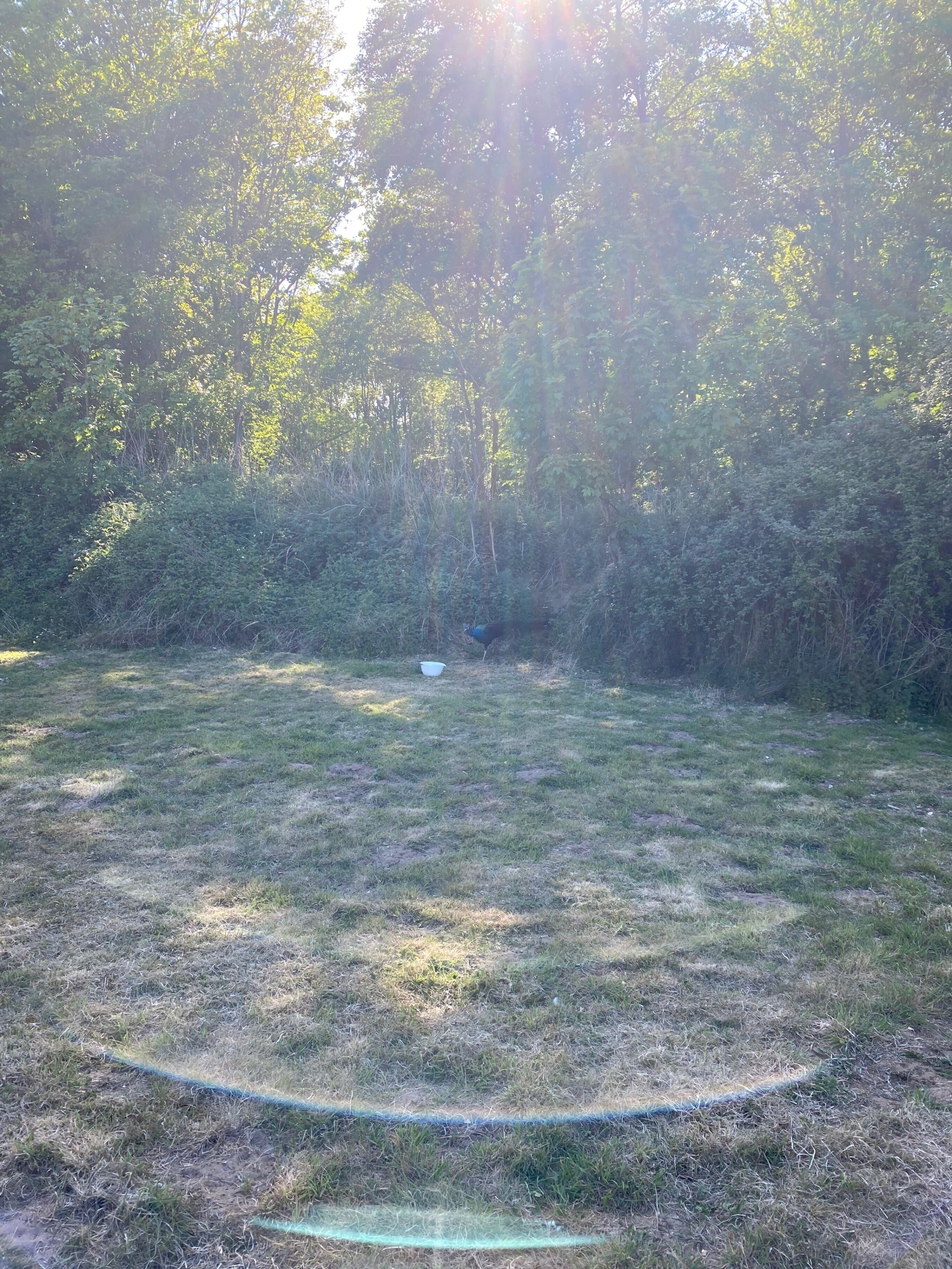 Een grasveld met een tuinslang op de voorgrond en dichte bomen in de verte.