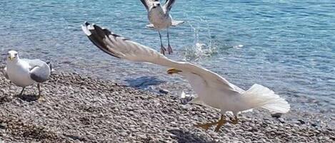 شاطئ