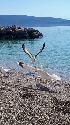 Beach - Apartment DiSente °2 in Krk, family-friendly, close to the center, pets allowed, sea view (Krk)