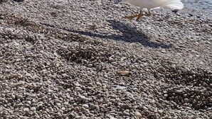 Una costa rocosa con gaviotas.
