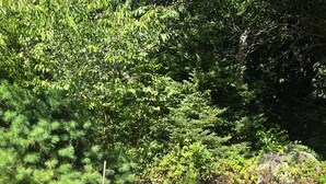 A stone fire pit surrounded by a grassy area with trees and a wooden chair. - Summer Beach Rental w/ Beach Pass - 3 bed/3 bath (Charlestown)