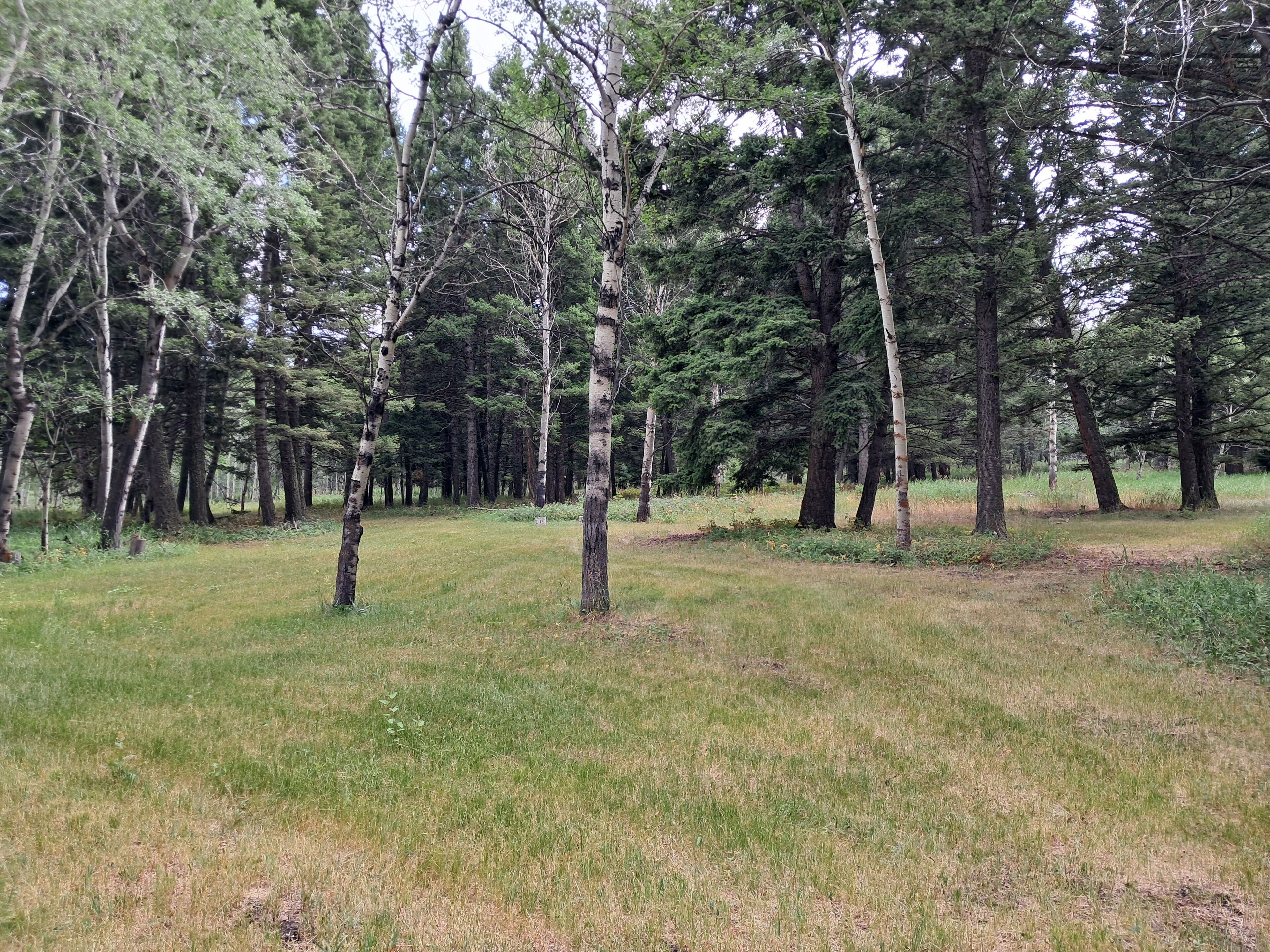 Un área boscosa con árboles altos y un campo cubierto de hierba.