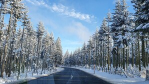 Una carretera nevada bordeada por altos árboles de hoja perenne.