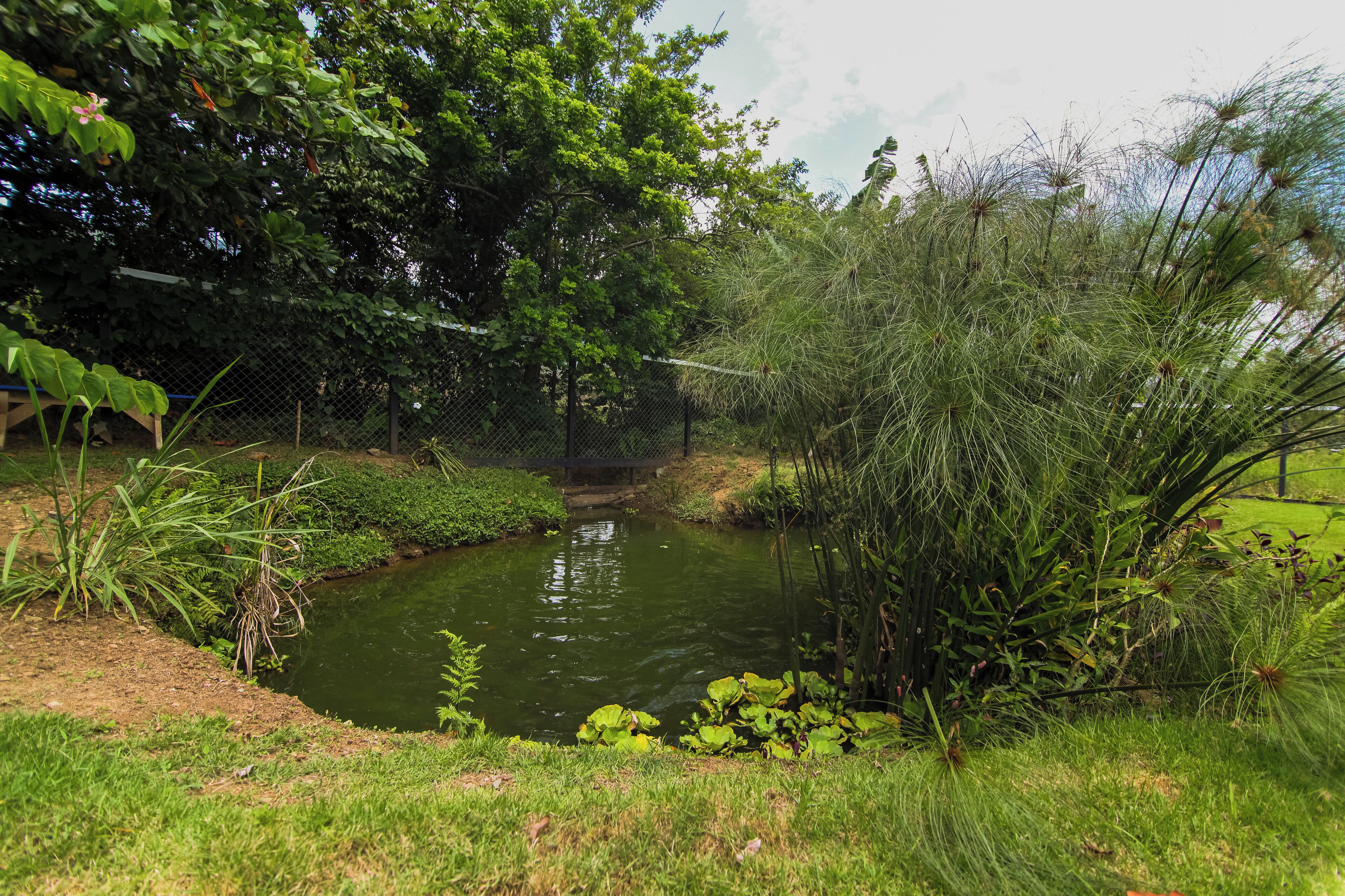 A small pond surrounded by lush greenery and a fence.