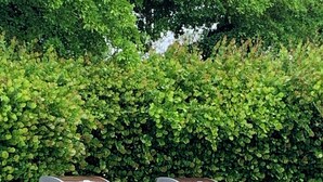 Two barbecue grills in a grassy area with a dense hedge in the background. - Florida Vibes - A Fort Myers Gem- 2 Bedroom Condo.

 (Fort Myers)