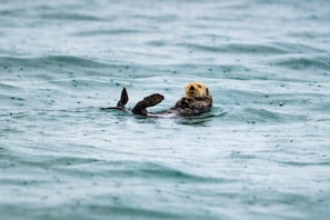 A beaver floating on water.