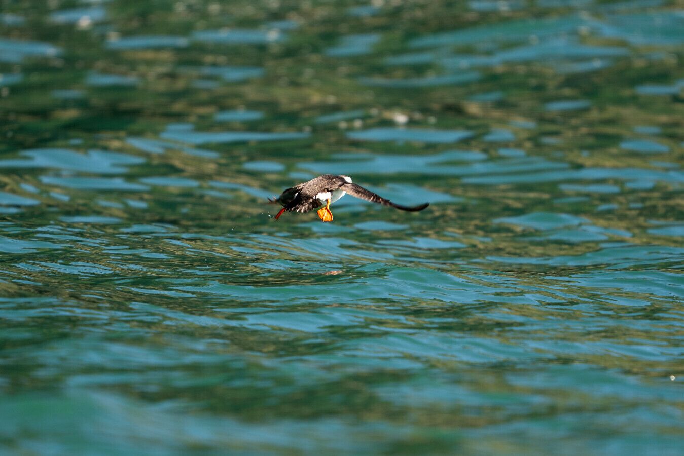 Un uccello che vola sopra un corpo d'acqua.