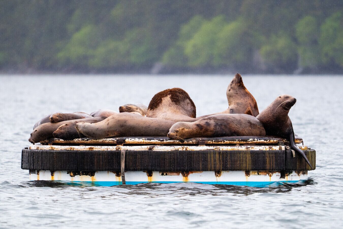 A group of seals resting on a wooden platform in a body of water.