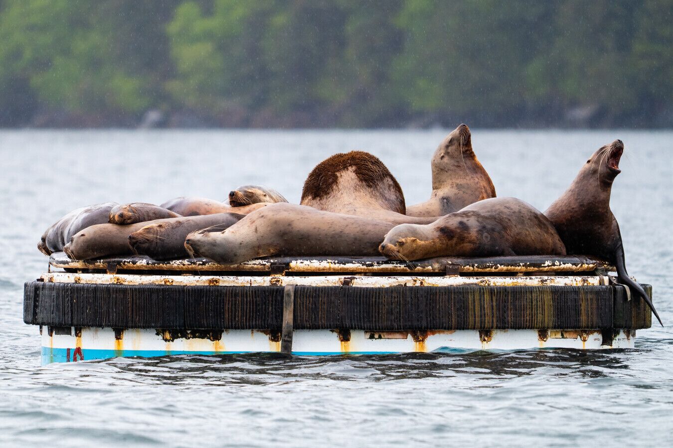 Un groupe de phoques se reposant sur une plateforme flottante dans une étendue d’eau.