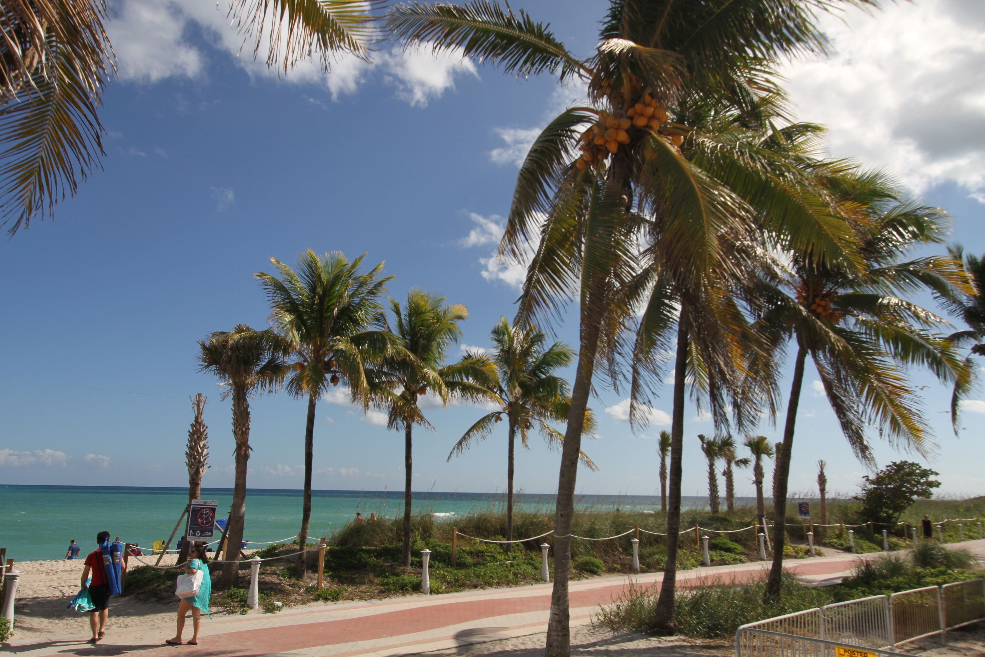 A beach with palm trees, a pathway, and the ocean in the background.