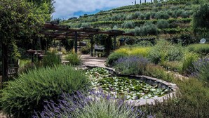 A garden with a pond, pergola, and a path leading to a bench. - Ravenwood Paradise: Private Pool and Hot Tub (Glen Ellen)